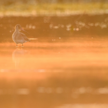 Migrația de toamnă